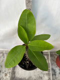 Euphorbia Milii PRECIOUS GOLD Crown of Thorns Corona De Cristo Cactus/Succulent
