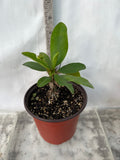 Euphorbia Milii ENDLESS LOVE Crown of Thorns Corona de Cristo Thai Hybrid