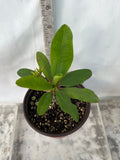 Euphorbia Milii ENDLESS LOVE Crown of Thorns Corona de Cristo Thai Hybrid