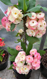 Euphorbia Milii Desiree Crown of Thorns – Starter Cutting