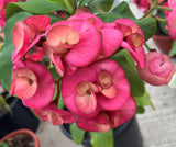 Euphorbia Milii ENCHANTED PINK Crown of Thorns  Corona de Cristo Cactus/Succulent