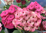 Euhorbia Milii Crown Of Thorns Corona de Cristo 'Name it Yourself' Pink Variety