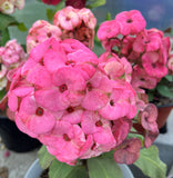 Euhorbia Milii Crown Of Thorns Corona de Cristo 'Name it Yourself' Pink Variety