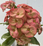 Euhorbia Milii Crown Of Thorns Corona de Cristo Thai Hybrid "Crazy Pink"