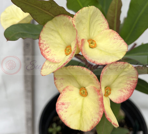 Euhorbia Milii Crown Of Thorns Corona de Cristo 'Name it Yourself'