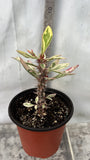 CROWN OF THORNS Euphorbia Milii Corona de Cristo Variegated 'Red Fertile' Cactus Succulents