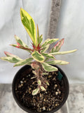 CROWN OF THORNS Euphorbia Milii Corona de Cristo Variegated 'Red Fertile' Cactus Succulents