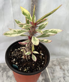 CROWN OF THORNS Euphorbia Milii Corona de Cristo Variegated 'Red Fertile' Cactus Succulents