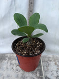 Euphorbia Milii EK VILAI Crown of Thorns  Corona de Cristo Succulent Tropicals
