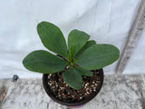 Euphorbia Milii EK VILAI Crown of Thorns  Corona de Cristo Succulent Tropicals