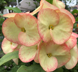 Euhorbia Milii Crown Of Thorns "Orange Jubilee" Corona de Cristo Thai Hybrid