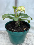 Euphorbia Milii YELLOW DELUXE Crown of Thorns  Corona de Cristo Rare Plant