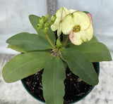 Euphorbia Milii YELLOW DELUXE Crown of Thorns  Corona de Cristo Rare Plant