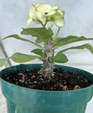 Euphorbia Milii YELLOW DELUXE Crown of Thorns  Corona de Cristo Rare Plant