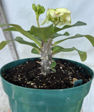 Euphorbia Milii YELLOW DELUXE Crown of Thorns  Corona de Cristo Rare Plant