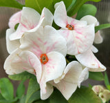 Euphorbia Milii ORCHID EUPHORBIA Crown Of Thorns Thai Hybrid Corona de Cristo