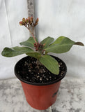 Euphorbia Milii QUEEN OF THOUSAND FLOWERS Crown Of Thorns  Poysean Corona De Cristo