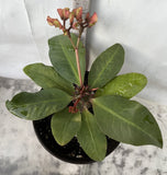 Euphorbia Milii QUEEN OF THOUSAND FLOWERS Crown Of Thorns  Poysean Corona De Cristo