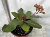 Euphorbia Milii QUEEN OF THOUSAND FLOWERS Crown Of Thorns  Poysean Corona De Cristo