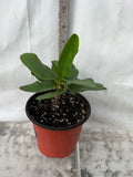 Euphorbia Milii CHAKIRO Crown of Thorns Coronas de Cristo Cactus/Succulents