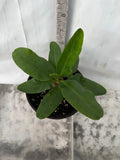 Euphorbia Milii CHAKIRO Crown of Thorns Coronas de Cristo Cactus/Succulents