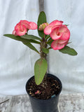 Euphorbia Milii PHETKASEM Crown of Thorns Corona de Cristo Thai Hybrid