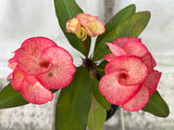 Euphorbia Milii PHETKASEM Crown of Thorns Corona de Cristo Thai Hybrid