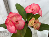 Euphorbia Milii PHETKASEM Crown of Thorns Corona de Cristo Thai Hybrid