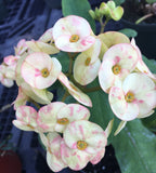 Euphorbia Milii JADE PARADISE Crown of Thorns Corona de Cristo Succulent Poysean