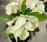 Euphorbia Milii Crown of Thorns "Southern Elegance" Thai Hybrid Coronas de Cristo