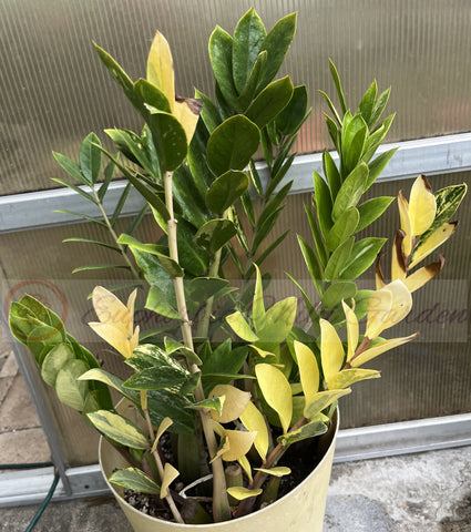 ZZ Plant VARIEGATED Zamioculcas Zamiifolia  Air Purifier Houseplant