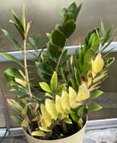 ZZ Plant VARIEGATED Zamioculcas Zamiifolia  Air Purifier Houseplant