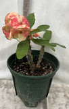 Euphorbia Milii BLANCE Crown of Thorns Corona de Cristo Poysean Succulents Tropicals