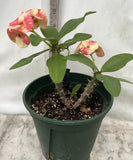Euphorbia Milii BLANCE Crown of Thorns Corona de Cristo Poysean Succulents Tropicals