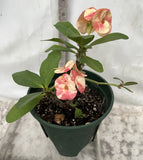 Euphorbia Milii BLANCE Crown of Thorns Corona de Cristo Poysean Succulents Tropicals