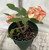 Euphorbia Milii BLANCE Crown of Thorns Corona de Cristo Poysean Succulents Tropicals
