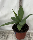 Euphorbia Milii LUCK SAP Crown of Thorns Corona De Cristo Rare Plant