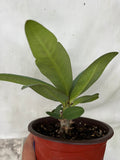 Euphorbia Milii LUCK SAP Crown of Thorns Corona De Cristo Rare Plant