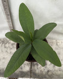 Euphorbia Milii LUCK SAP Crown of Thorns Corona De Cristo Rare Plant