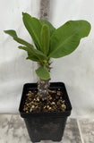 Euphorbia Milii CHAKIRO Crown of Thorns Coronas de Cristo Cactus/Succulents