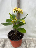 Euphorbia Milii NAMCHOK (Dream Land) Crown of Thorns Corona de Cristo Cactus/Succulent