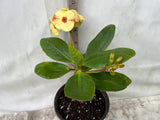 Euphorbia Milii NAMCHOK (Dream Land) Crown of Thorns Corona de Cristo Cactus/Succulent
