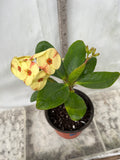 Euphorbia Milii NAMCHOK (Dream Land) Crown of Thorns Corona de Cristo Cactus/Succulent