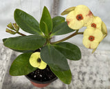 Euphorbia Milii NAMCHOK (Dream Land) Crown of Thorns Corona de Cristo Cactus/Succulent