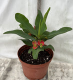 Euphorbia Milii RED MILLIONAIRE Crown of Thorns Corona d’Cristo Poysean Succulent Tropical