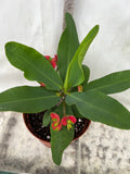 Euphorbia Milii RED MILLIONAIRE Crown of Thorns Corona d’Cristo Poysean Succulent Tropical