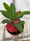Euphorbia Milii RED MILLIONAIRE Crown of Thorns Corona d’Cristo Poysean Succulent Tropical