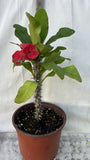 Euphorbia Milii RUAY CHANGLOEI Crown of Thorns Corona de Cristo Succulent