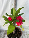 Euphorbia Milii RUAY CHANGLOEI Crown of Thorns Corona de Cristo Succulent