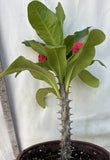Euphorbia Milii RUAY CHANGLOEI Crown of Thorns Corona de Cristo Succulent